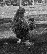 Oskar, immer stolz, immer fürsorglich